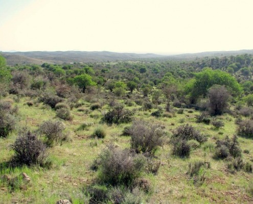 جنگل باغ شادی