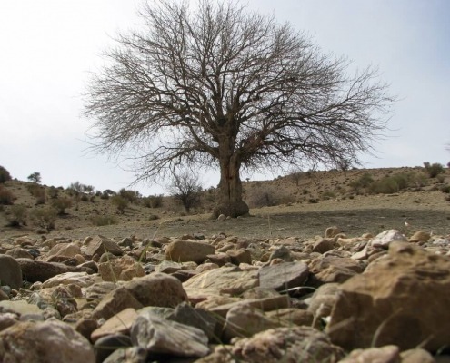 درخت کهنسال بنه چنارناز