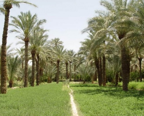 نخلستان بافق