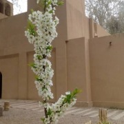 باغ جهانی پهلوانپور